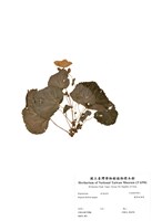 藏品(麗格秋海棠)的圖片